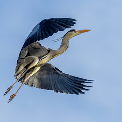 Graureiher (Ardea cinerea)