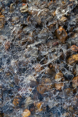 wet river pebbles are covered with thin openwork ice