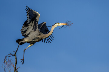 Graureiher (Ardea cinerea) mit Nistmaterial