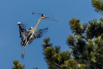 Graureiher (Ardea cinerea)