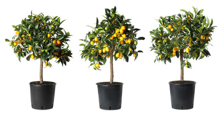Set of kumquat trees with fruits in flowerpots on white background. Banner design