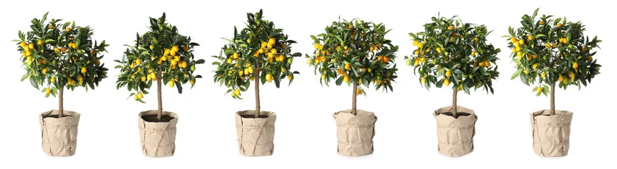 Fotobehang Bonsai Set of kumquat trees with fruits in flowerpots on white background. Banner design  © New Africa