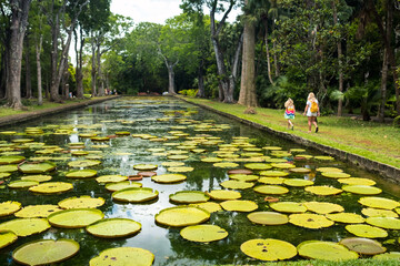 Botanical garden on the Paradise island of Mauritius. Beautiful pond with lilies. An island in the...