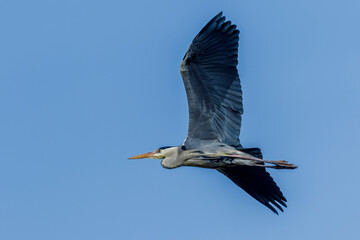 Graureiher (Ardea cinerea)