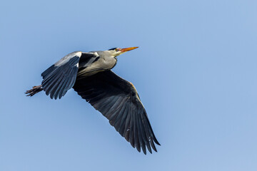Graureiher (Ardea cinerea)