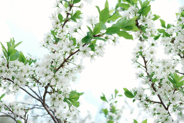 Beautiful floral spring abstract background of nature. Branches of blossoming apricot macro with soft focus on gentle light blue sky background.