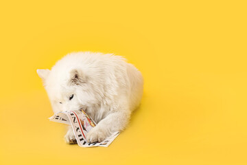 Cute Samoyed dog with newspaper on color background