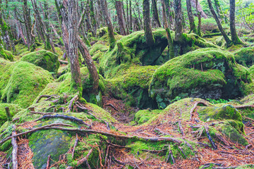 2020,10,13白駒池苔の森