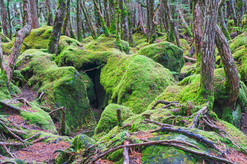 2020,10,13白駒池苔の森