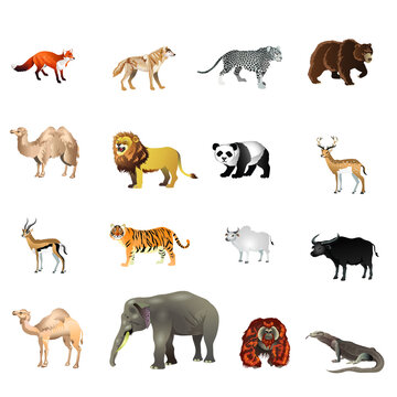 Asian  and Europe Wild Animal - Vector