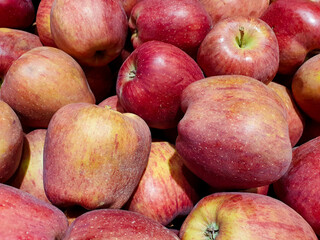 many Starkrimson apples at the store