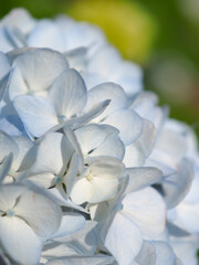 Fototapeta na wymiar 青いパステルカラーの紫陽花の花