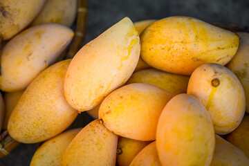 Close-up of freshly picked mangos from the mango tree. The yellow skin mango that is hidden inside is deliciously sweet.
