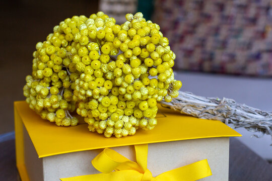 Vista Cerrada Cajas Amarilla Para Regalos Con Ramas De Mimosa Tierna Y Esponjosa Encima, Bienvenida Para Dia Especial. Concepto De Saludo De Vacaciones.