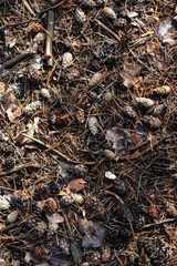 pine cones in the forest, top view, vertical.