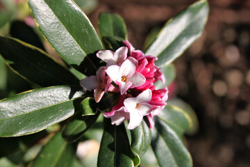 Small pink flowers of sweet daphne (Daphne odora)