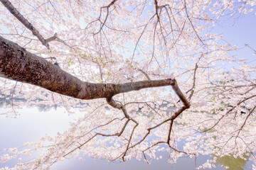 cherry tree blossom