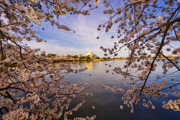 Thomas Jefferson Memorial and cherry blossoms