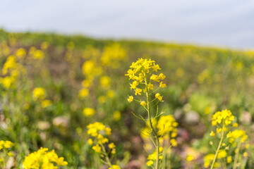 Obraz premium 菜の花と青空