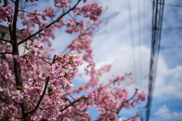 青空と桜