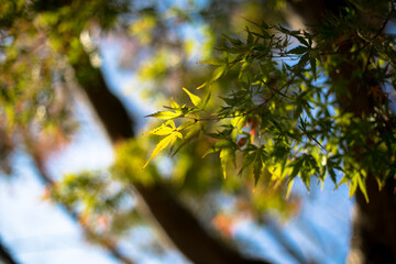 紅葉　逆光　色づく