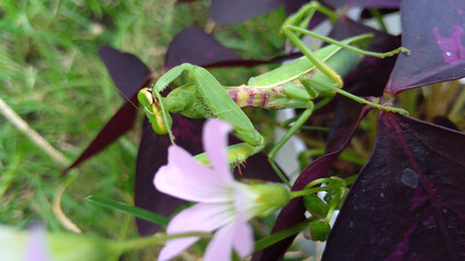 The grasshopper is one of the few insects that can turn its head