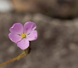 The pink flower of the carnivorous plant Drosera spiralis in natural habitat close to Botumirim in Minas Gerais, Brazil