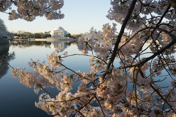 Thomas Jefferson Memorial and cherry blossoms