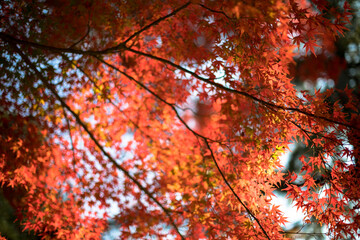 紅葉　逆光　色づく