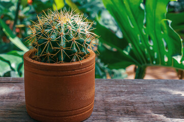 Natural green cactus potted on old wood bench in home garden