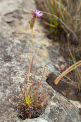 Close up of a flowering Drosera spiralis (a carnivorous plant) in natural habitat close to Botumirim in Minas Gerais, Brazil