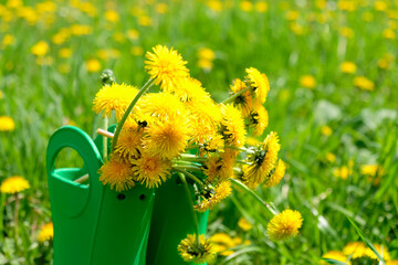 Rubber boots with flowers in green meadow