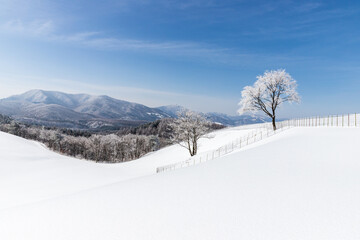Morning snow landscape in winter mountains