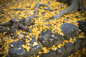銀杏の落ち葉　
