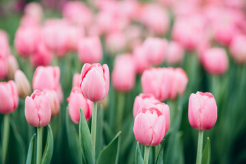 Group of pink tulips in the field. Spring blurred background, postcard. Bouquet for Mother's Day, Women's Day, holiday. Soft selective focus, defocus. Copy space.