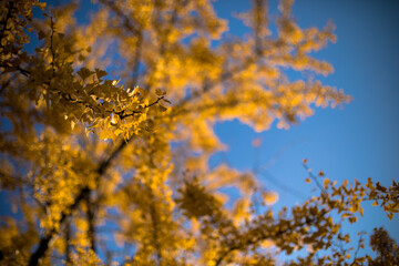 青空を背景に黄色い銀杏の葉
