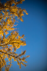 青空を背景に黄色い銀杏の葉