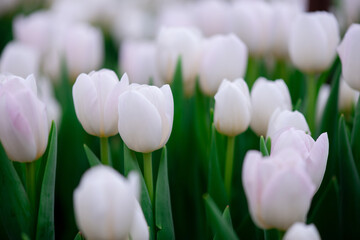 Group of white tulips in the field. Spring blurred background, postcard. Bouquet for Mother's Day, Women's Day, holiday. Soft selective focus, defocus. Copy space.