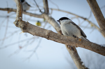 A tree with a small bird.