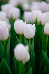 white tulips in the field. Spring blurred background, postcard. Bouquet for Mother's Day, Women's Day, holiday. Soft selective focus, defocus. Vertical