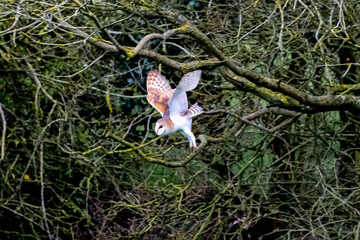 Barn owl (Tyto alba) flying in front of trees