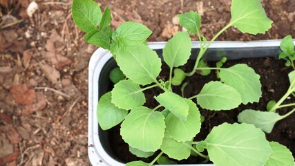 young seedlings of cabbage in a plastic container top view against the background of loose soil of the greenhouse, reusable plastic container for growing seedlings of garden plants