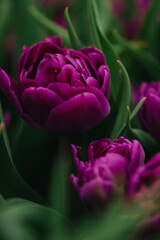 Peony Violet tulips in the field. Spring blurred background, postcard. Mother's Day, Women's Day, holiday. Soft selective focus, defocus. Vertical