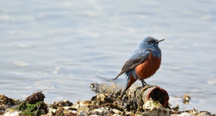海辺のイソヒヨドリ