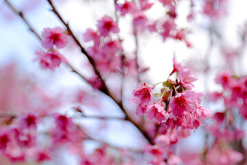 Cherry blossoms tree.