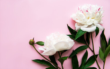 Peony flowers on a pink pastel background