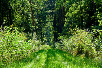 Beautiful grassy road in the forest