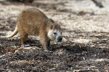 Desmarest's hutia (Capromys pilorides), also known as the Cuban hutia on the beach. A large rare South American rodent on the sand.