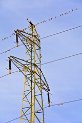A flock of birds sitting on an electric pole