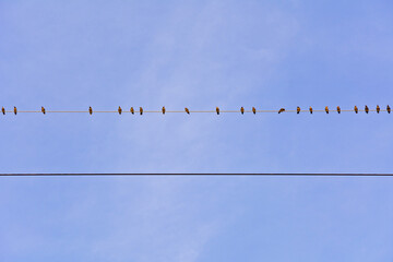A flock of birds sitting on an electric line 